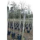 Γιακαράντα | Jacaranda Mimosifolia H 200-250 x Φ40 cm