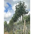 Λαγουνάρια | Lagunaria patersonia H250 x Φ40 cm (Trunk)