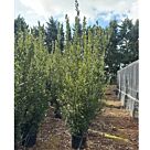 Δάφνη | Laurus Nobilis H200 x Φ45 cm