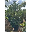 Γυαλιστερή | Quercus Lucidum H150-170 cm x Φ45