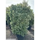 Μετροσίδερος | Metrosideros Variegata H200-250 