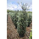 Μετροσίδερος | Metrosideros Variegata H140-150 x Φ45 cm 