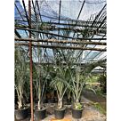 Φοίνικας Τρίγωνο | Neodypsis decaryi Η250-300+ x Φ30 cm