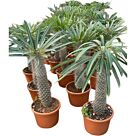 Παχυπόδιο | Pachypodium Lamerei H70 cm x Φ24