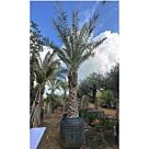 Χουρμαδιά | Phoenix Dactylifera H200 CM (Κορμός)