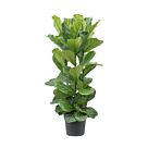 Φυτό ficus Lyrata 90-110cm