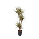 Φυτό Dracaena Bicolor carrusel 150-180 cm