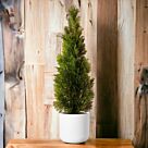 Φυτό Thuja emerald 120-145cm