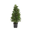 Φυτό Laurus nobilis conica 90-120cm