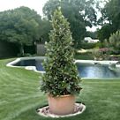 Φυτό Laurus nobilis conica 90-120cm