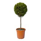 Φυτό Leyland stem ball 130-160cm