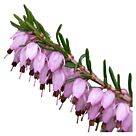 Φυτό Ρείκι σετ 6 τεμαχίων | Erica carnea 6 pieces 15-20cm