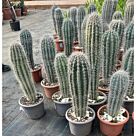 Κάκτος Παχυκηρεύς | Pachycereus Pringlei Φ20 cm