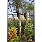 Double Phoenix roebellini |Διπλός Φοίνικας Ρομπελίνοι H180-200 cm (Trunk)