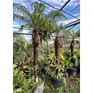 Phoenix roebellini | Φοίνικας Ρομπελίνοι H180-200 cm (Trunk)