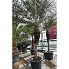 Phoenix roebellini | Φοίνικας Ρομπελίνοι H200-230 cm (Trunk)
