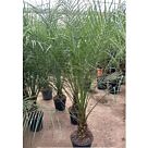 Phoenix roebellini |Φοίνικας Ρομπελίνοι Η20 x Φ24 cm (Trunk)