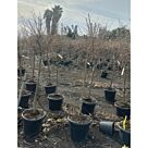Ροδιά | Punica Granatum 