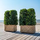 Rafi M, Bamboo 80 L x 40 W x 41H