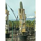 Τριχοκηρεύς | Trichocereus 