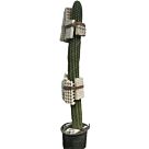 Τριχοκηρεύς | Trichocereus H200+ x Φ40 cm