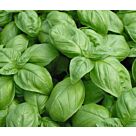 Φυτό Βασιλικός πέστο | Pesto Basil 20-30cm