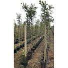 Χαρουπιά | Ceratonia siliqua H180 x Φ24 cm (Trunk)
