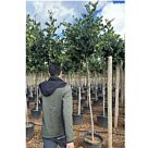 Χαρουπιά | Ceratonia Siliqua H200 cm (Trunk)
